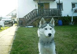 husky